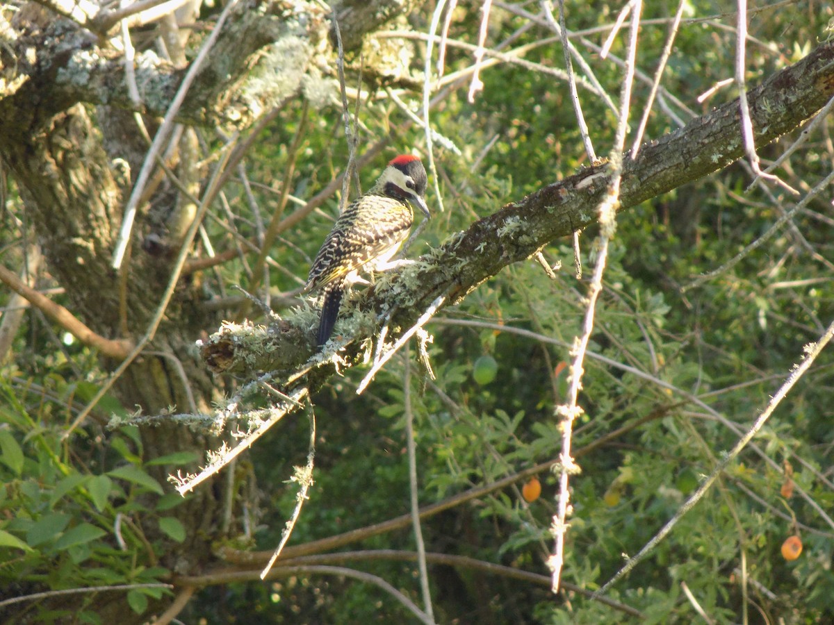 Green-barred Woodpecker - ML646453547