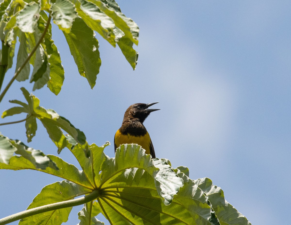 Мочарець жовтогузий - ML646453548