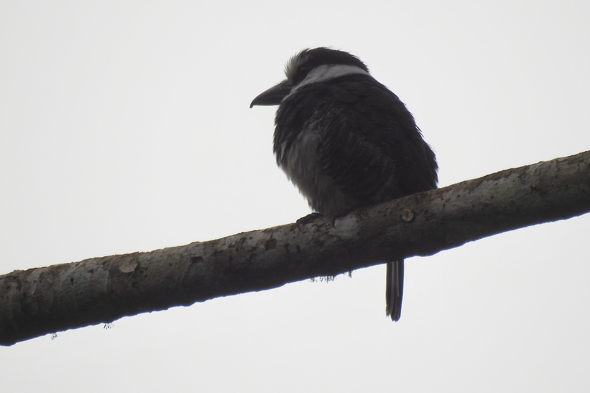 White-necked Puffbird - ML646453550