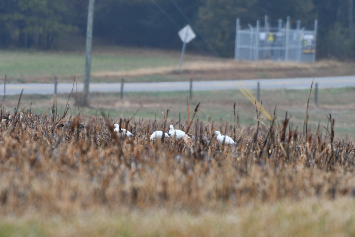 Ross antzara - ML646453551