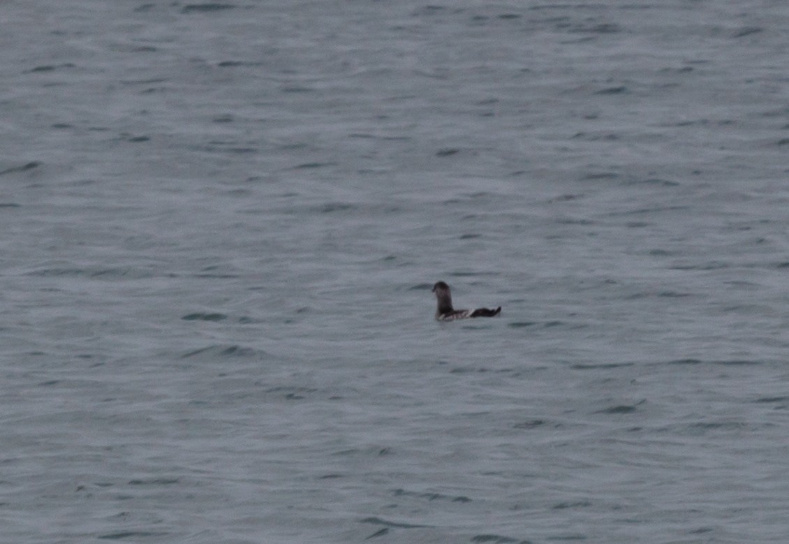 Black Guillemot - ML646453552