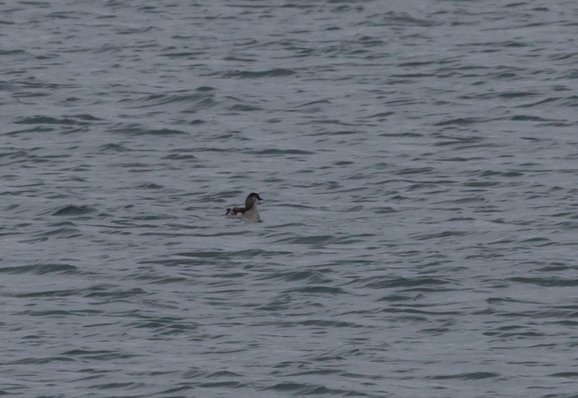 Black Guillemot - ML646453553