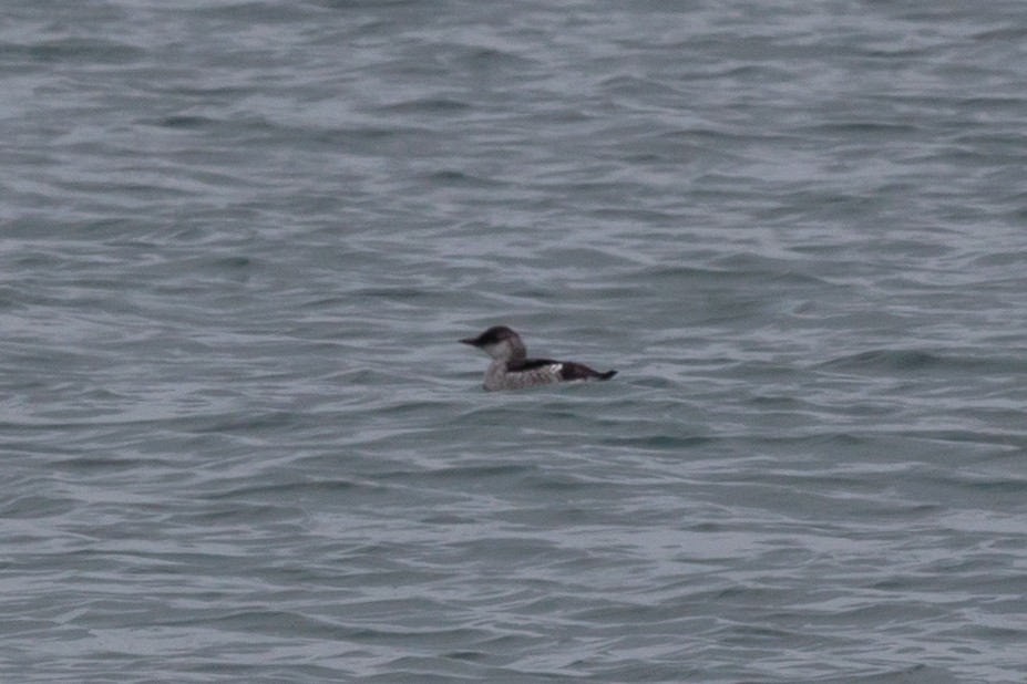 Black Guillemot - ML646453554
