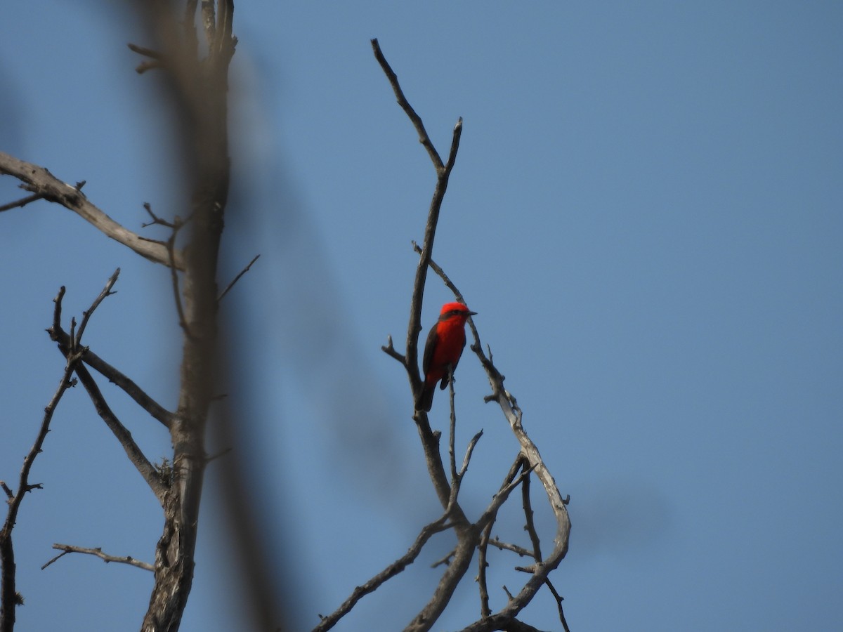 Vermilion Flycatcher - ML646453555