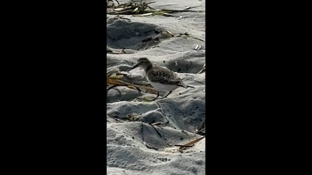 Baird's Sandpiper - ML646453556