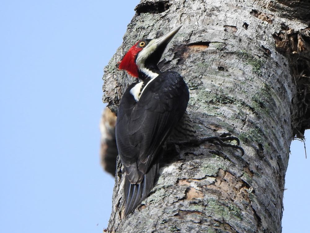 Crimson-crested Woodpecker - ML646453560