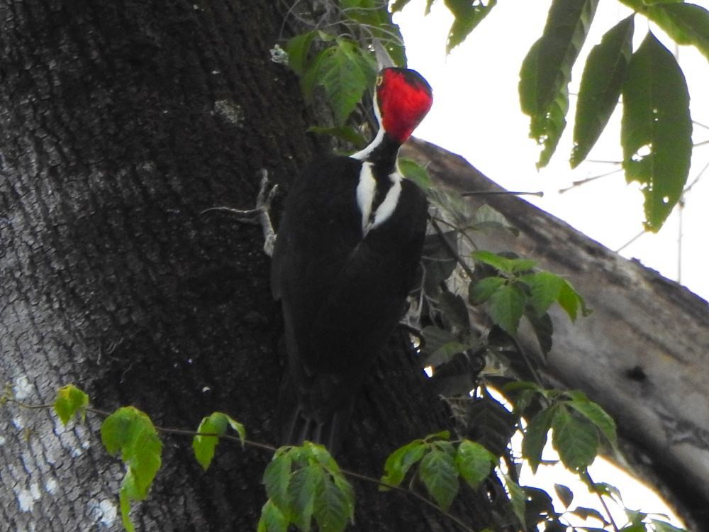 Crimson-crested Woodpecker - ML646453561