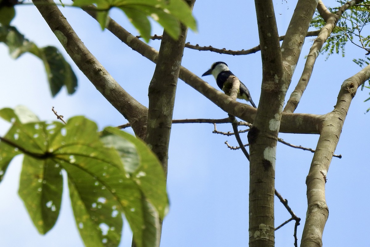 White-necked Puffbird - ML646453562