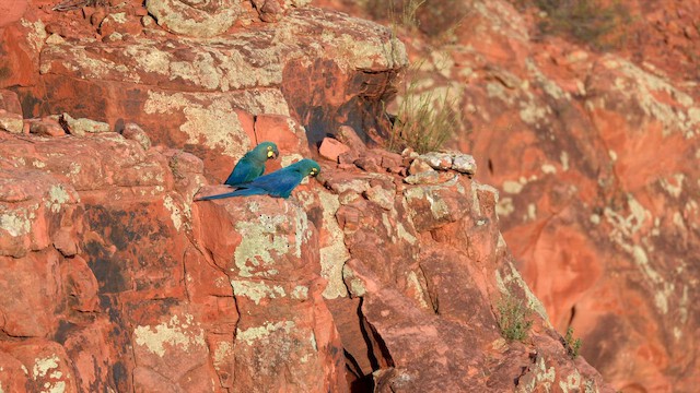 Indigo Macaw - ML646453563