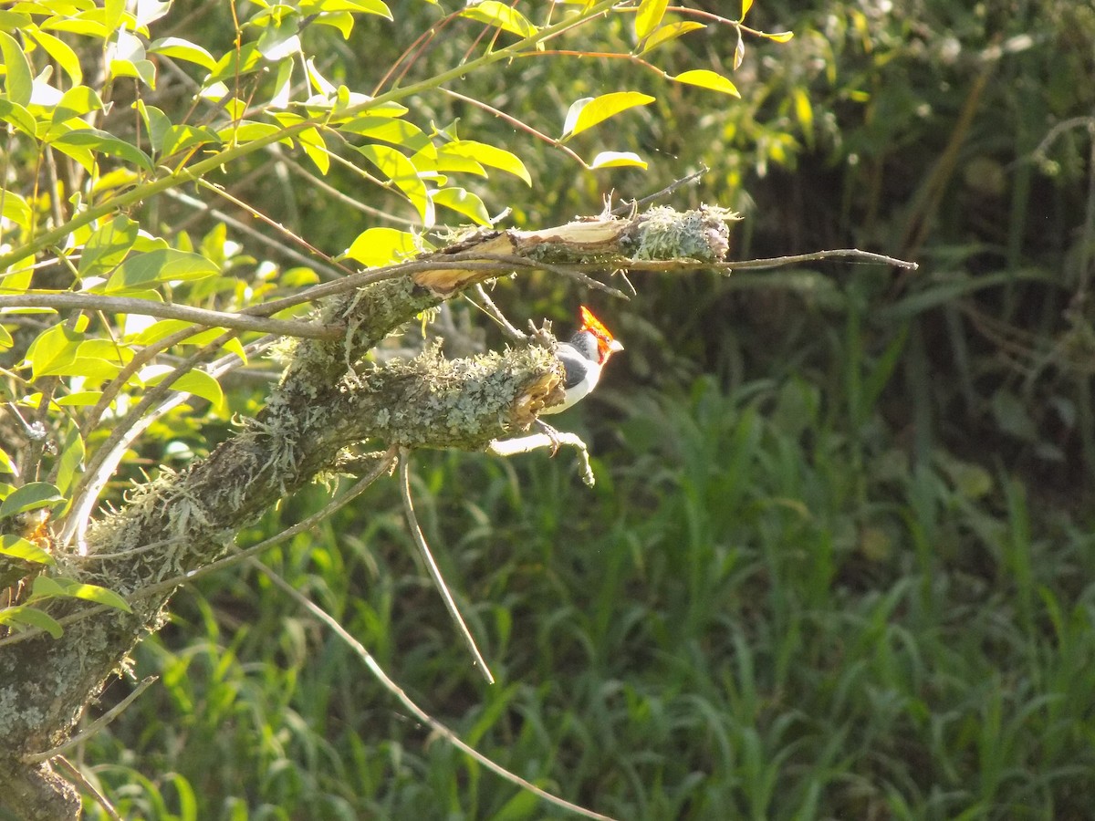 コウカンチョウ - ML646453564