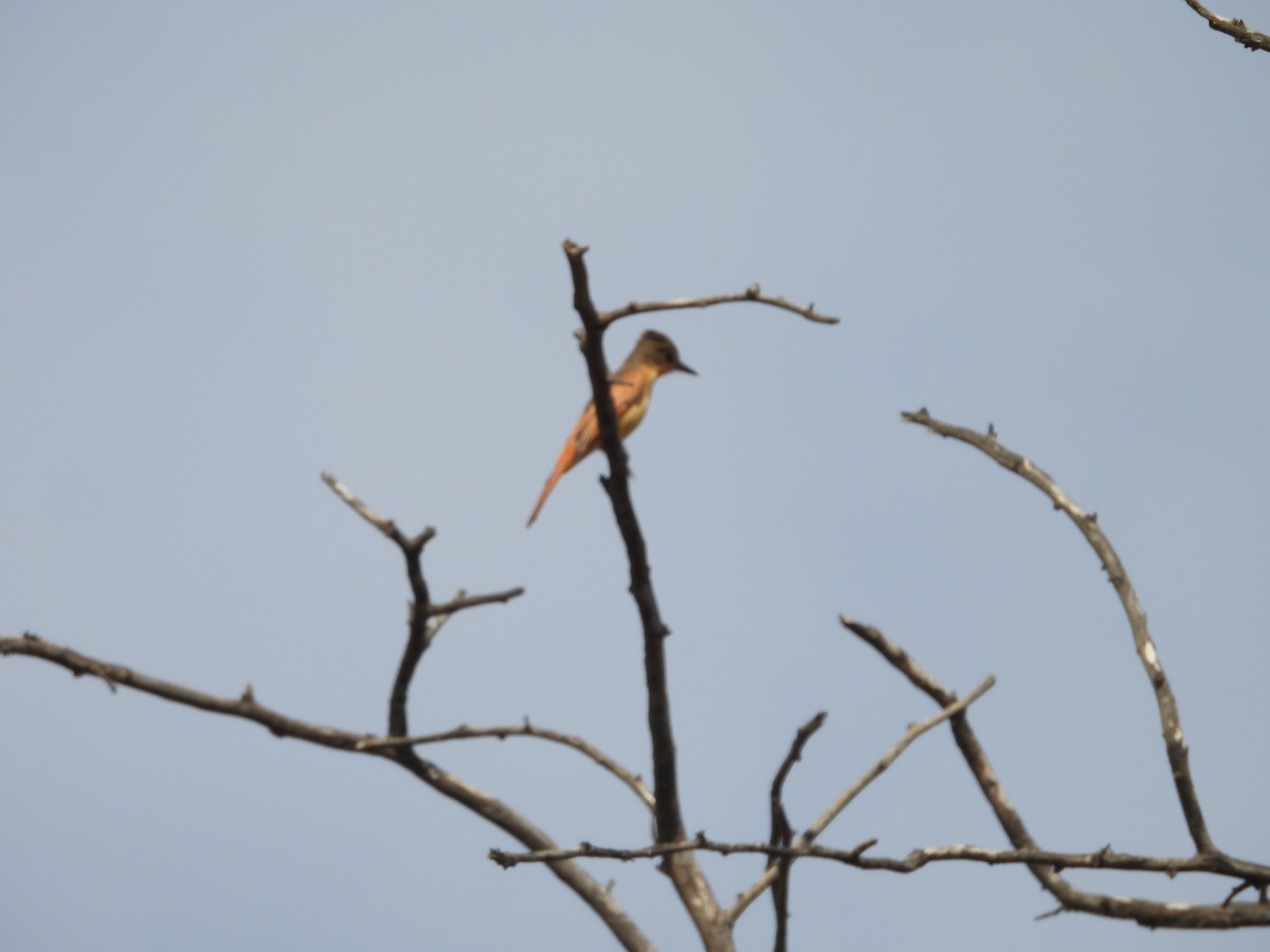 Rufous Flycatcher - ML646453565