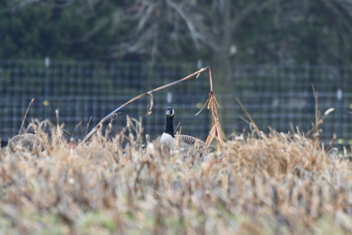 Branta kanadar handia - ML646453566