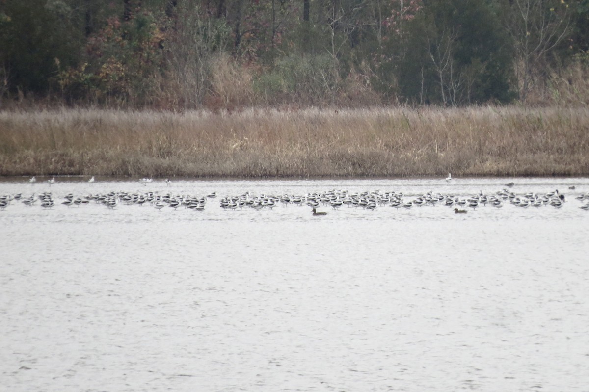 American Avocet - ML646453567