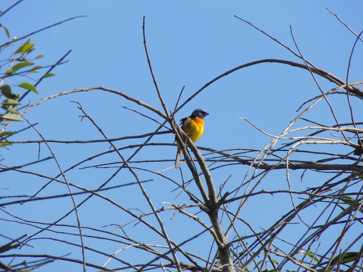 ミナミズアオフウキンチョウ - ML646453569