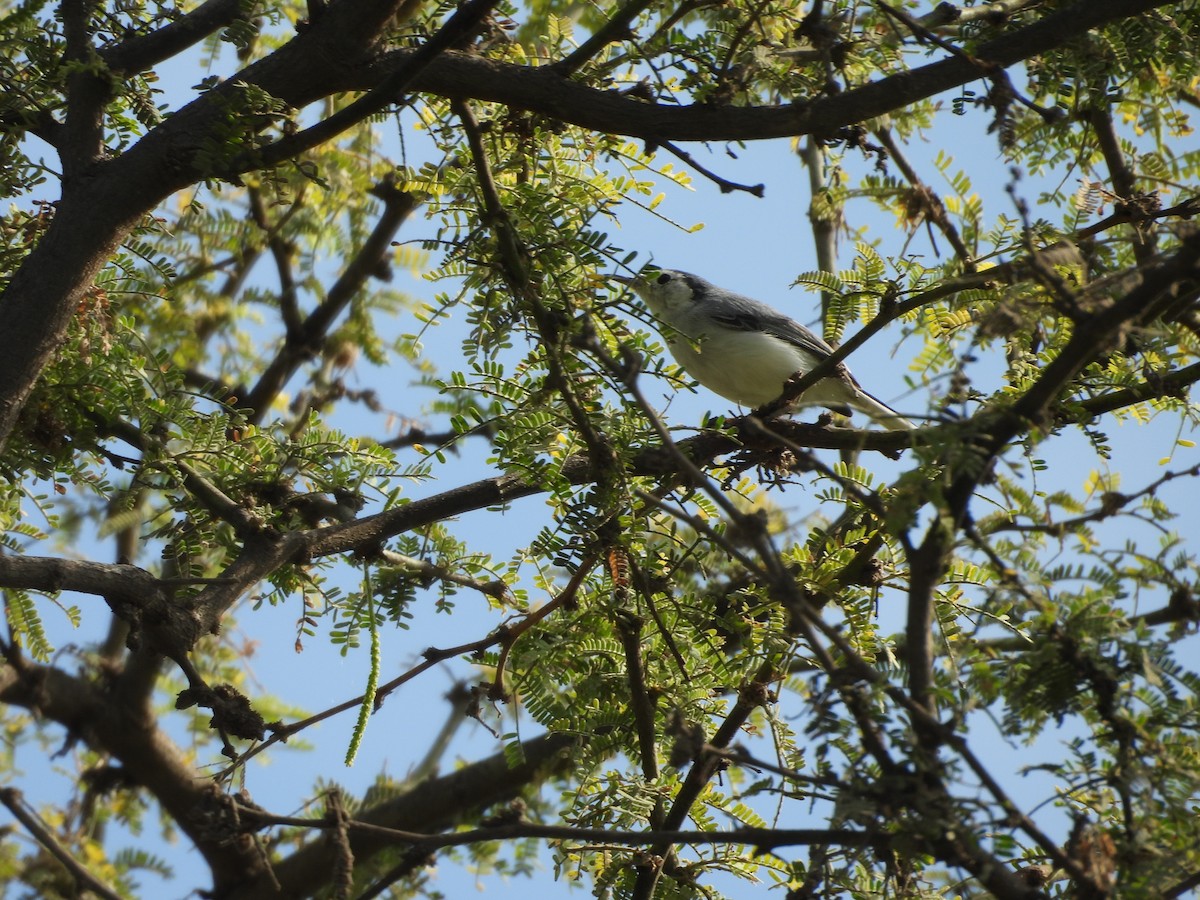 White-browed Gnatcatcher - ML646453572
