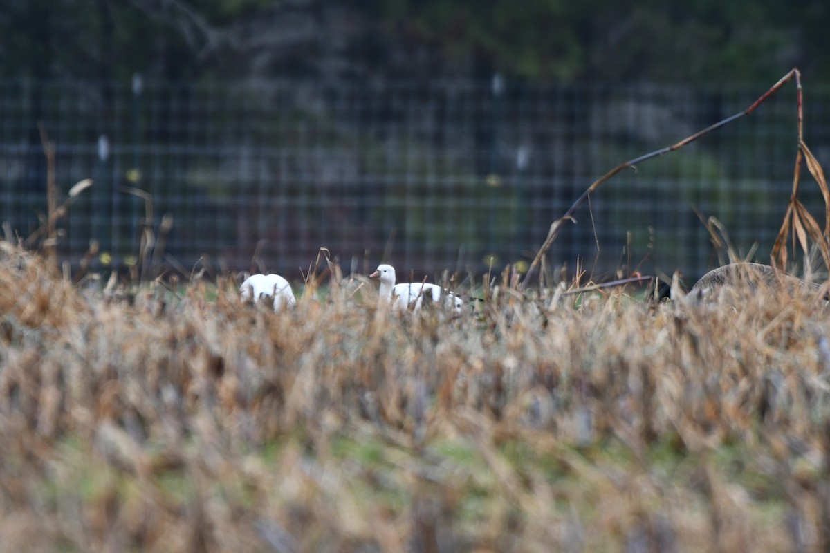 Ross antzara - ML646453573