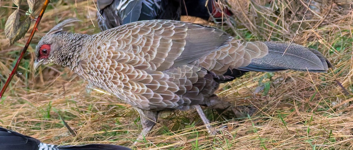 Kalij Pheasant - ML646453574