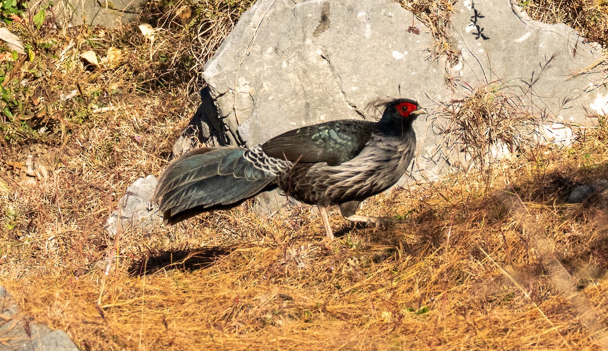 Kalij Pheasant - ML646453575