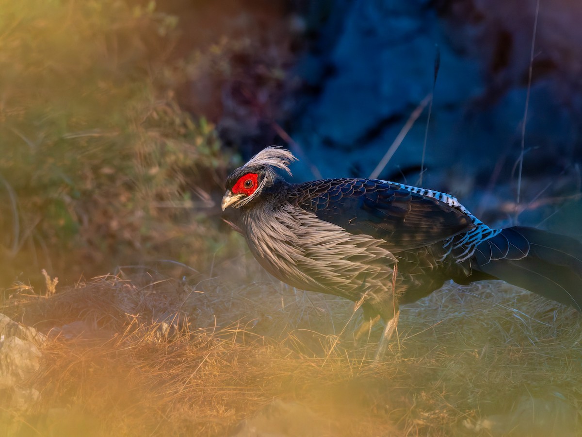 Kalij Pheasant - ML646453576