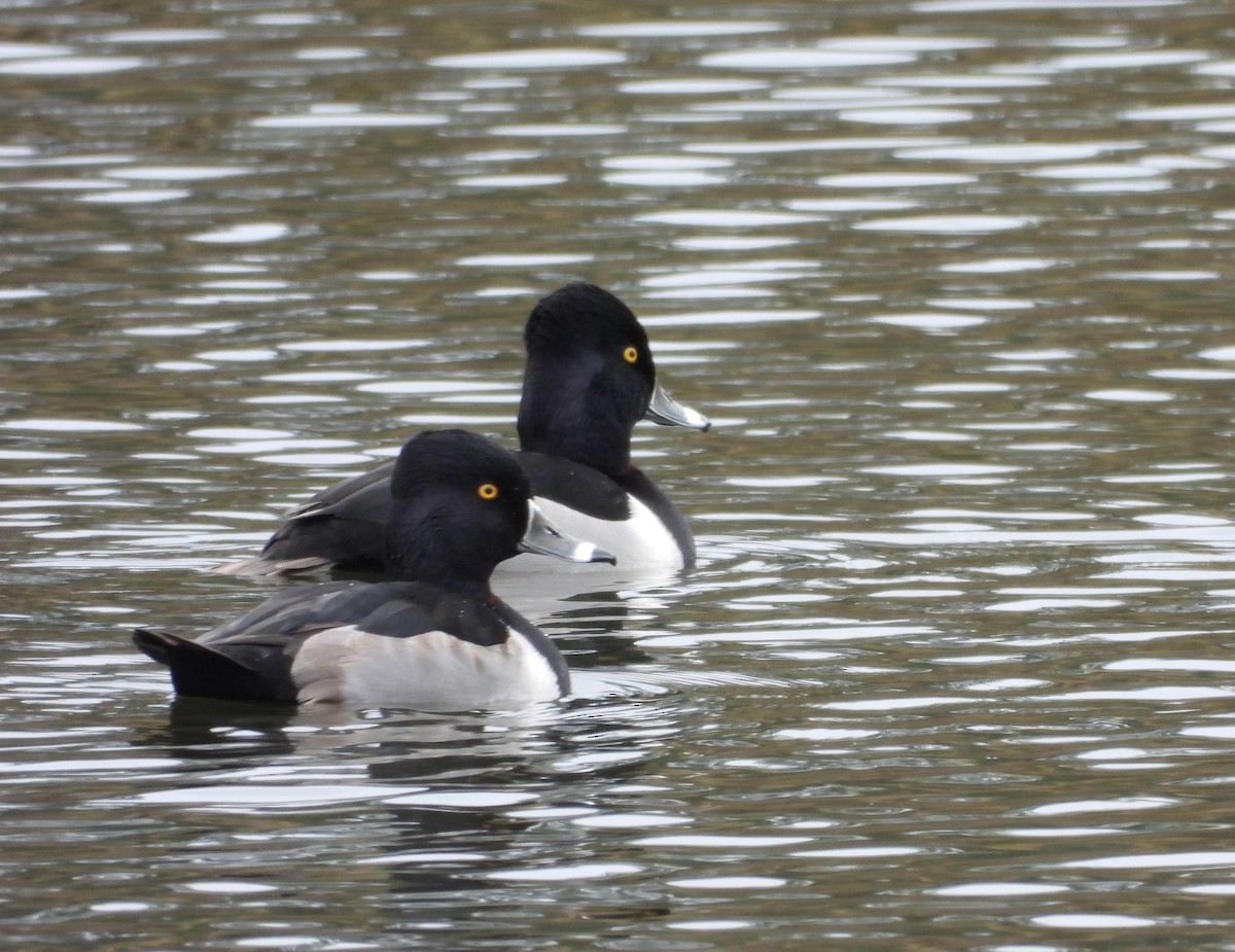 Moretta dal collare - ML646453577