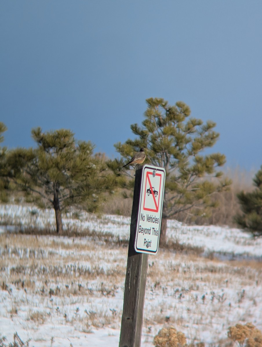 Say's Phoebe - ML646453579