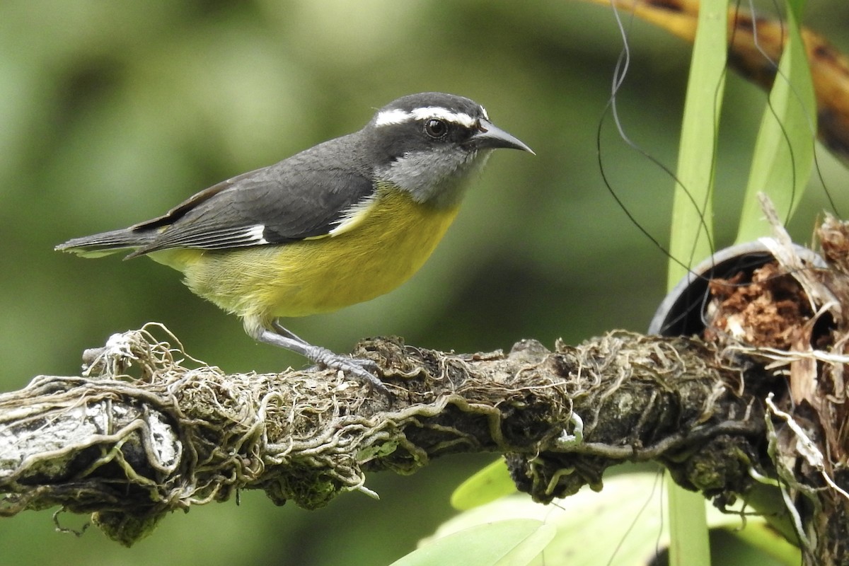 Bananaquit - ML646453590