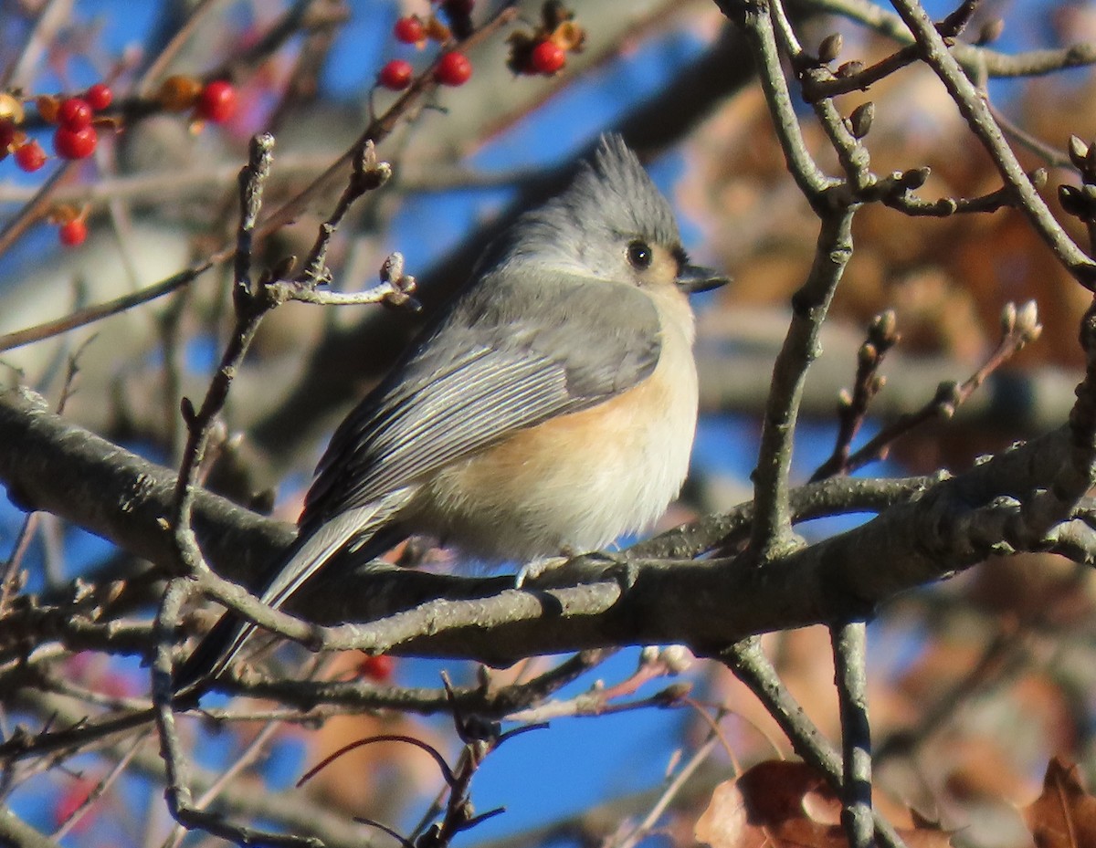 Tufted Titmouse - ML646453607