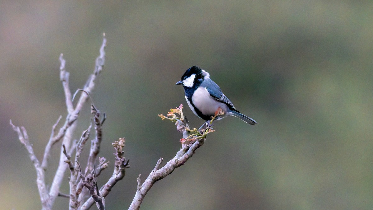 Asian Tit - ML646453608