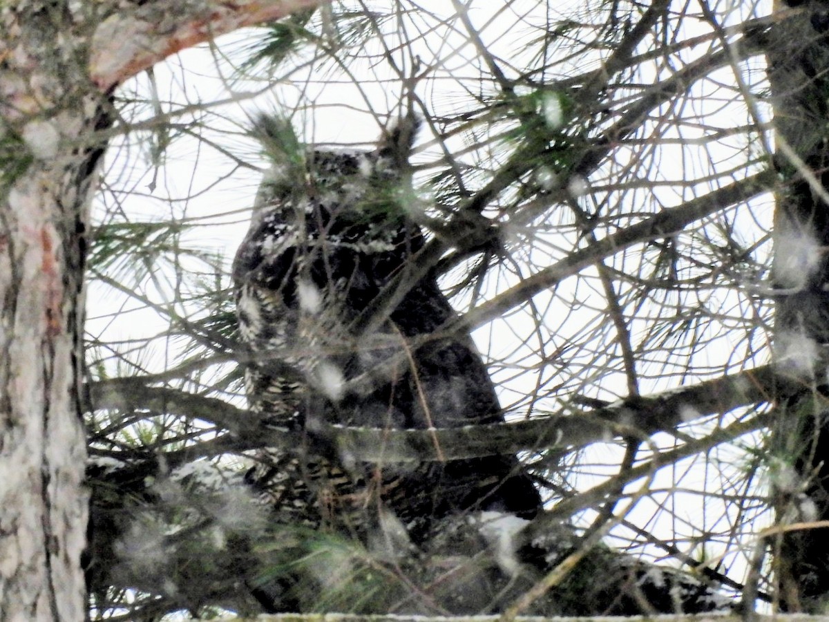 アメリカワシミミズク - ML646453609