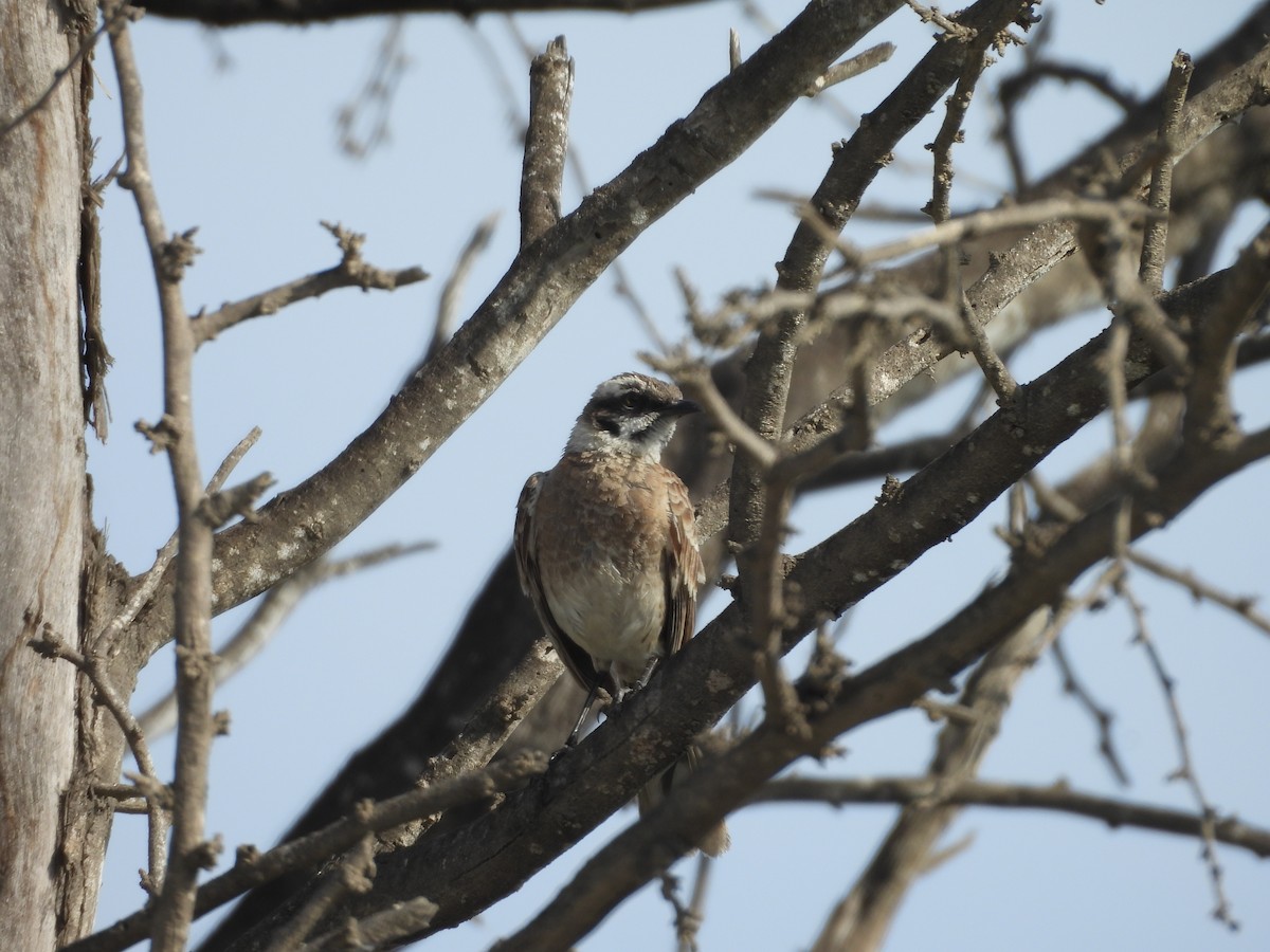Long-tailed Mockingbird - ML646453610