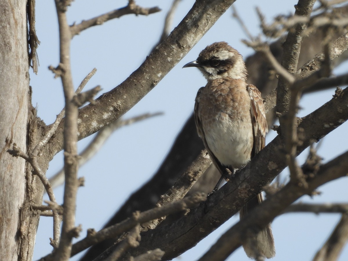 Long-tailed Mockingbird - ML646453611