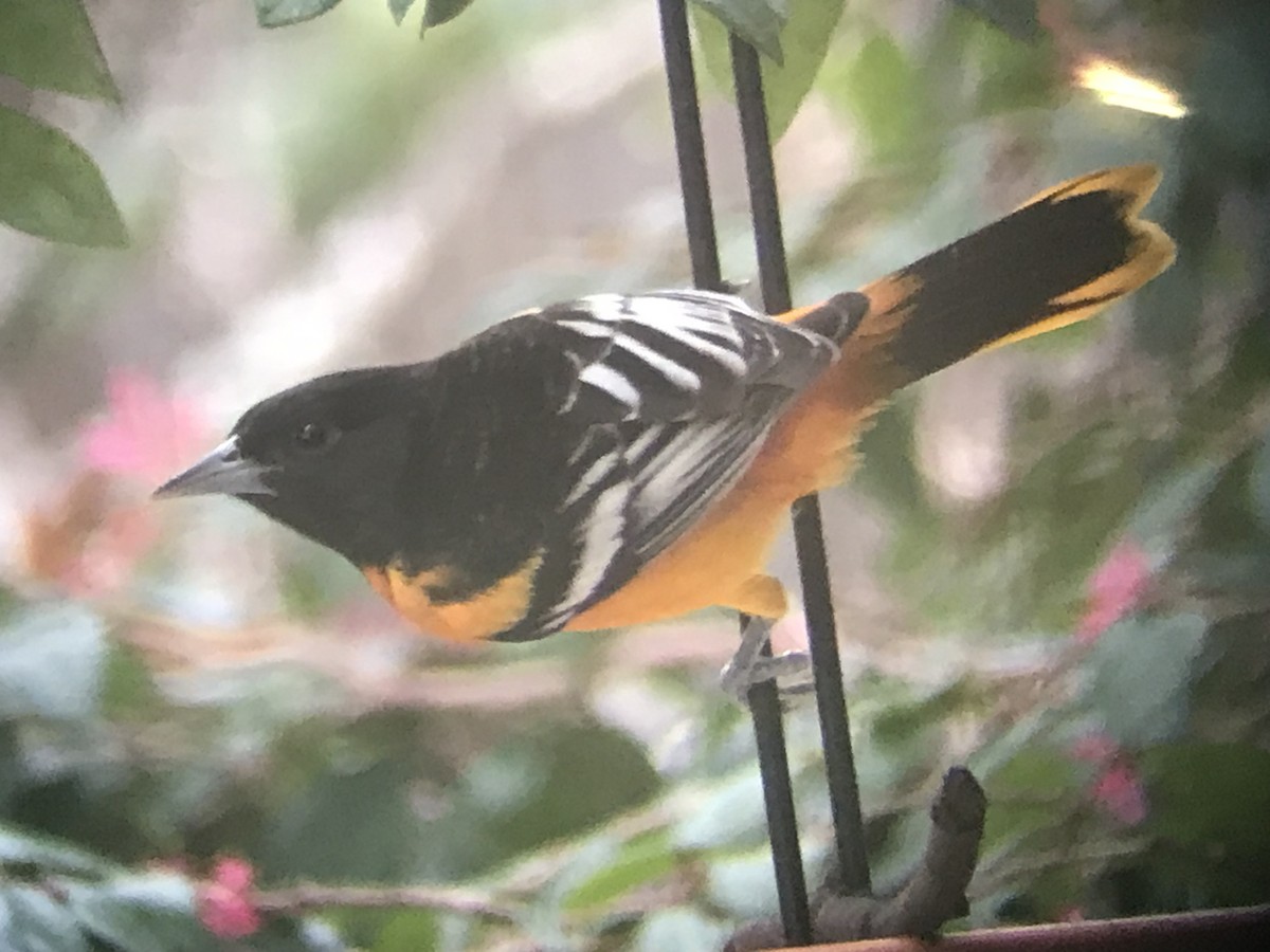 ボルチモアムクドリモドキ - ML646453612