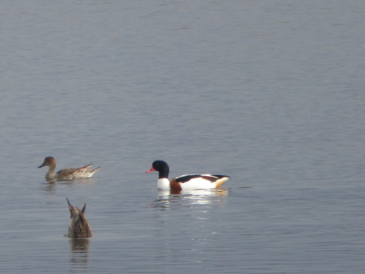 Common Shelduck - ML646453613