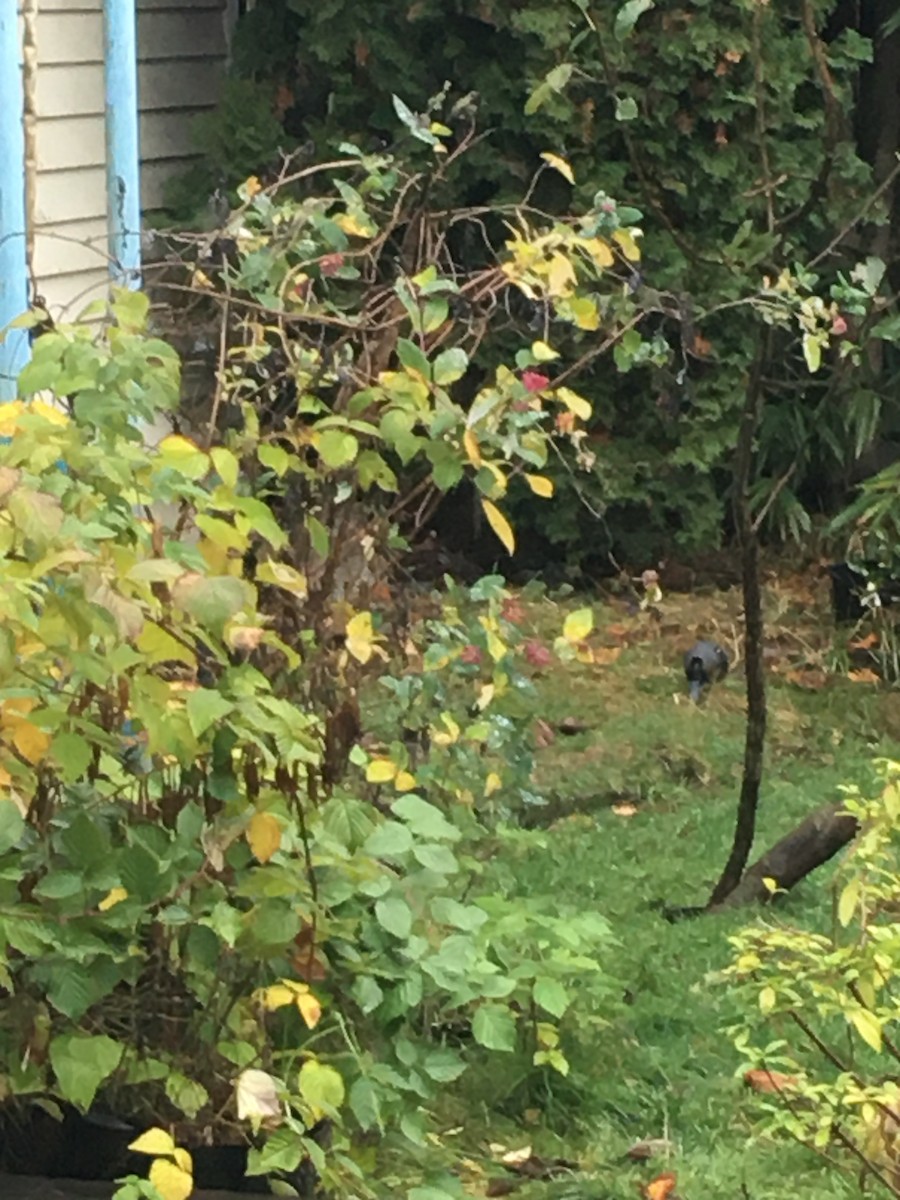 kalypta růžovohlavá - ML646453615