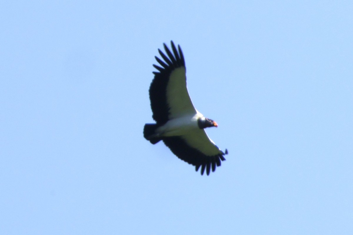 King Vulture - ML646453617