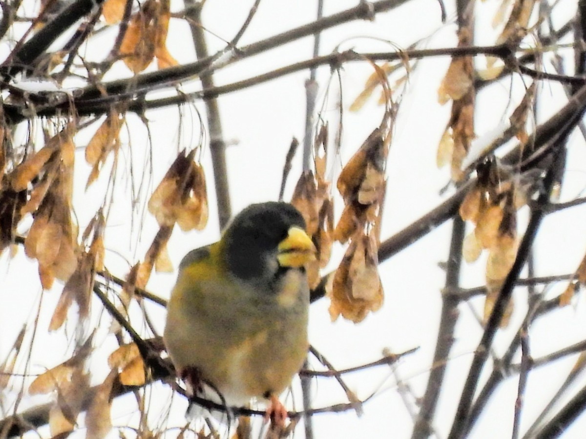 キビタイシメ - ML646453622