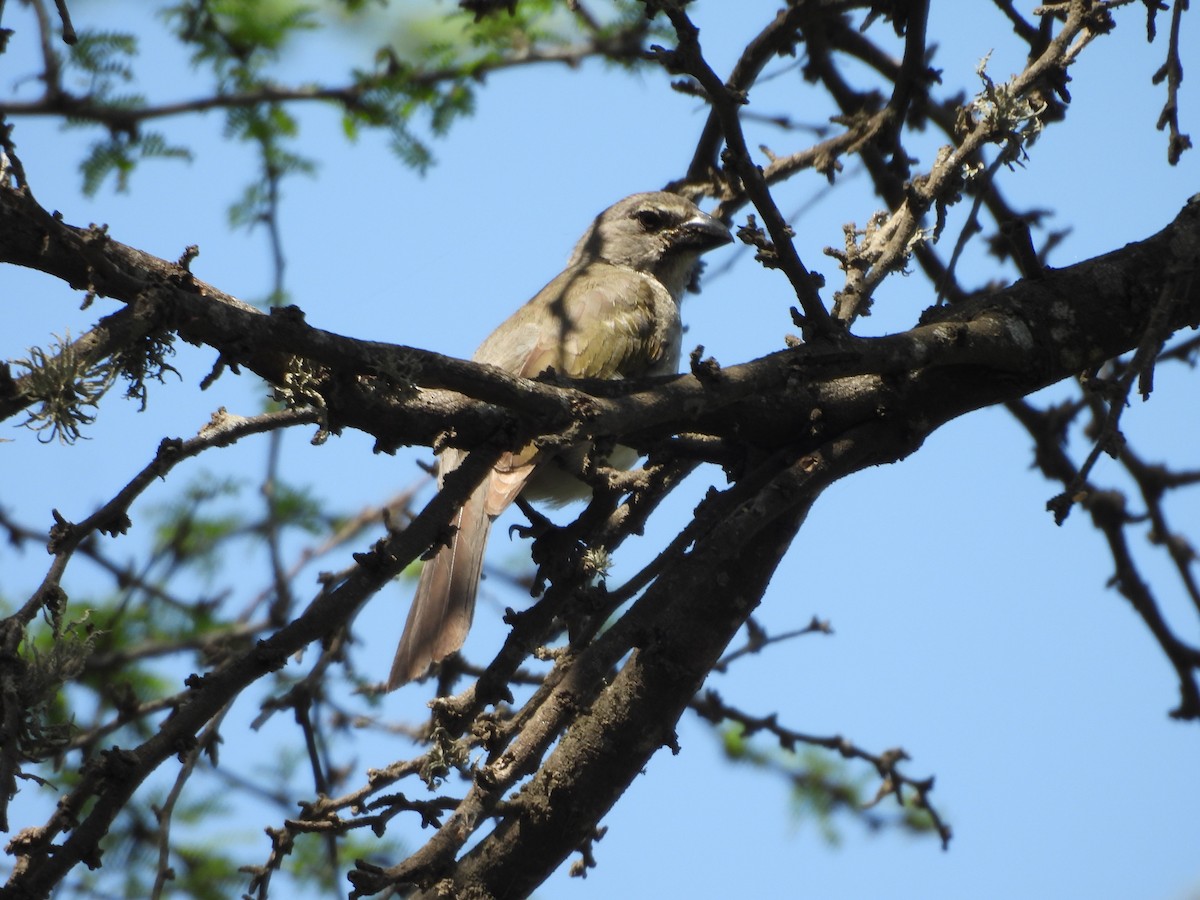 Streaked Saltator - ML646453625