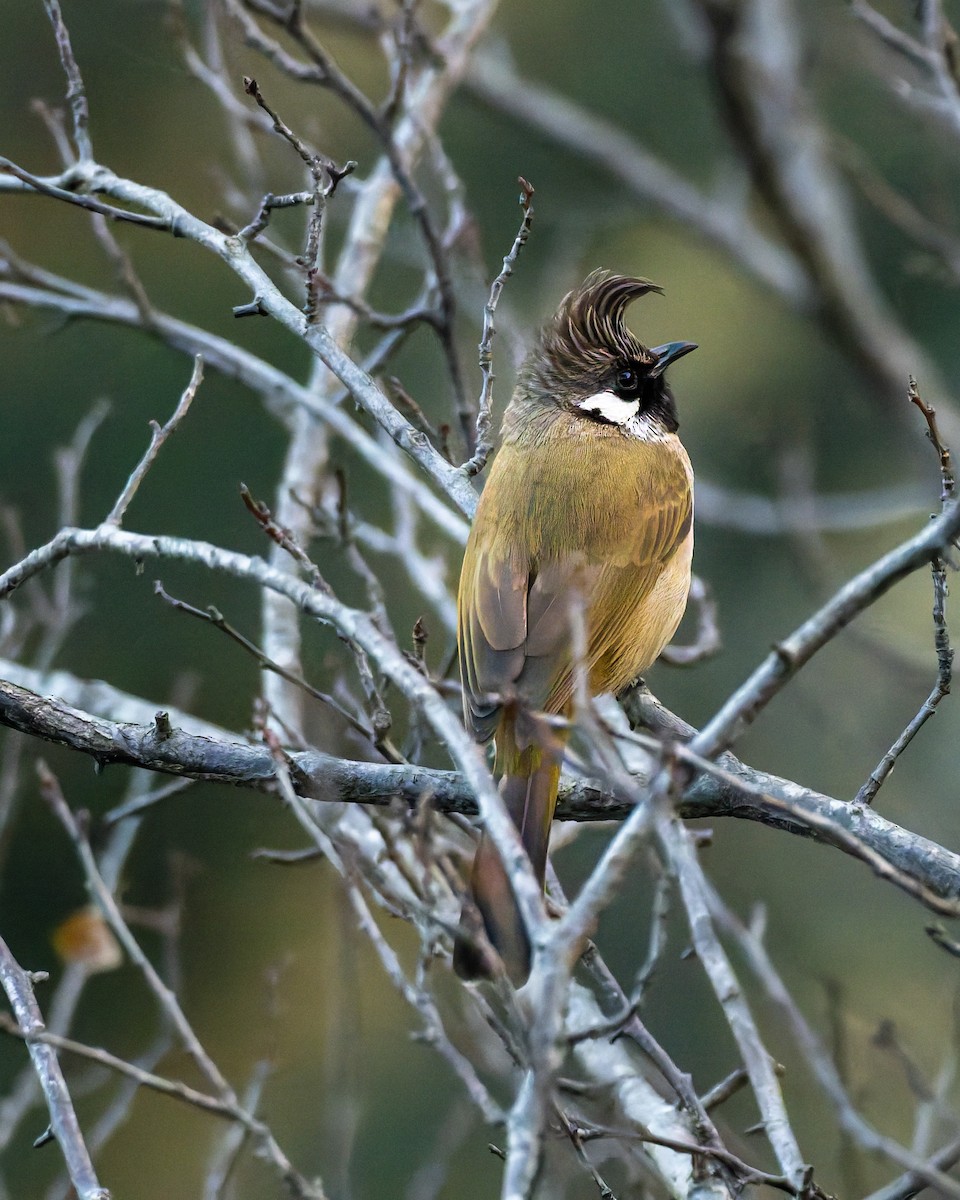 Himalayan Bulbul - ML646453626