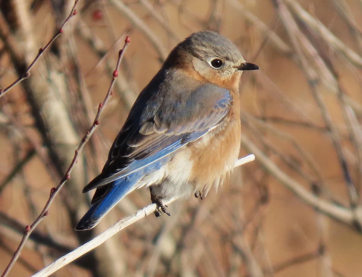 Eastern Bluebird - ML646453627