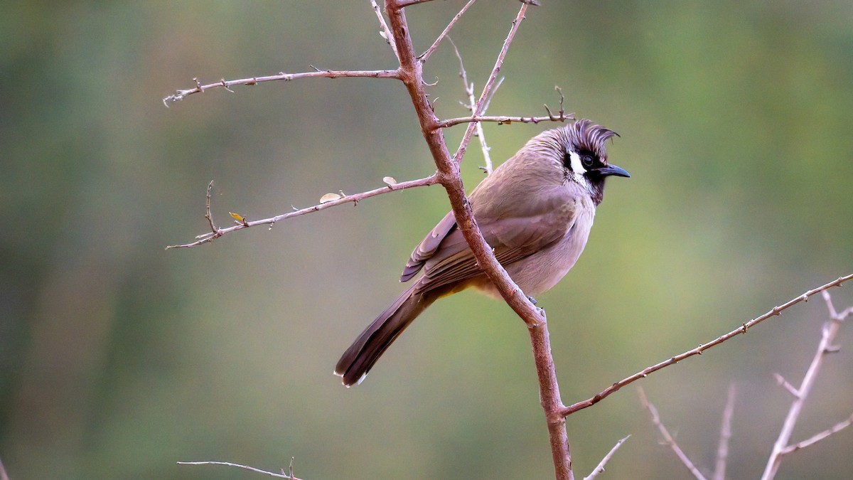 Himalayan Bulbul - ML646453628