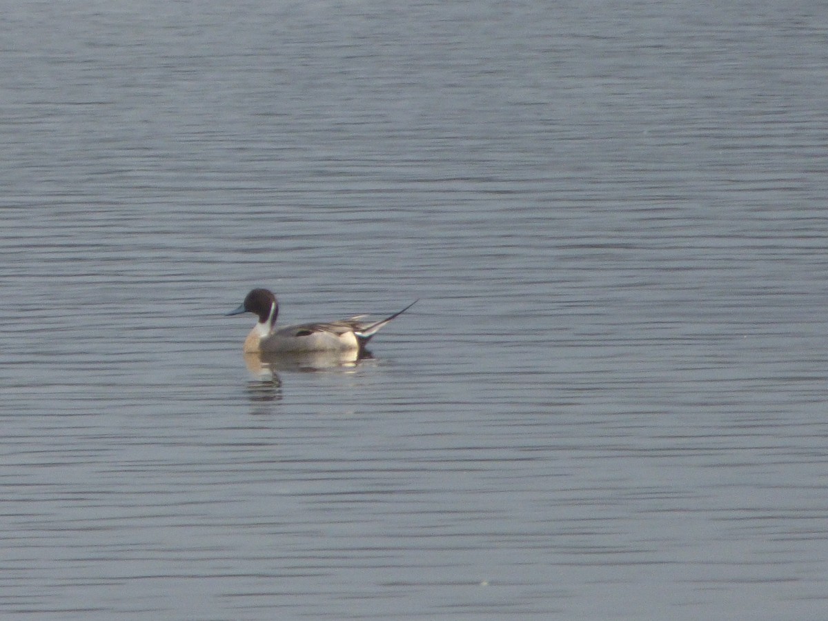 Northern Pintail - ML646453629