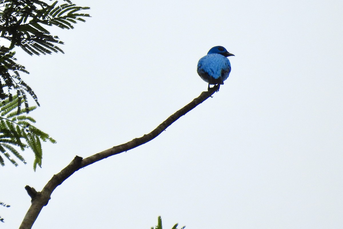 Blue Cotinga - ML646453631