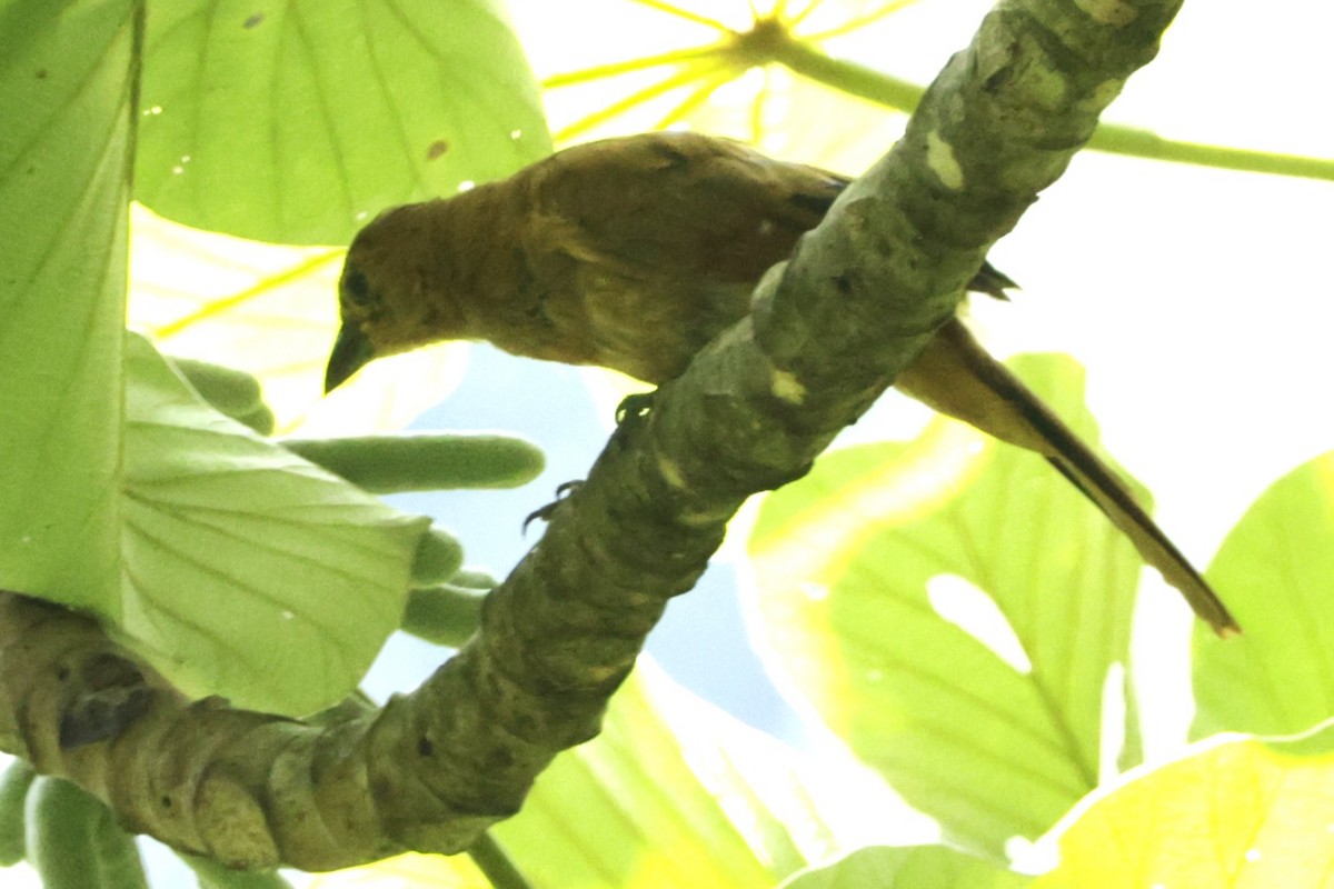 Santa Marta Foliage-gleaner - ML646453632