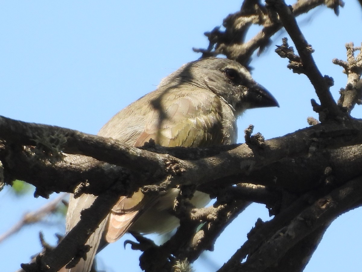 Streaked Saltator - ML646453636