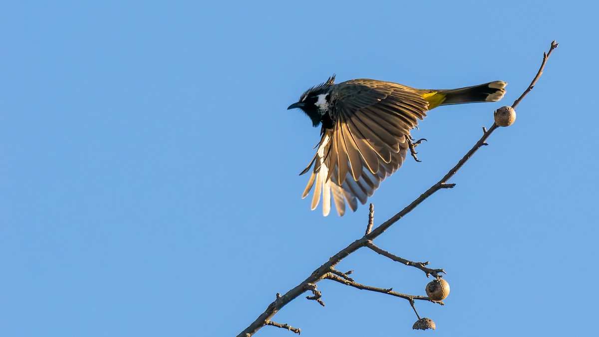 Himalayan Bulbul - ML646453637