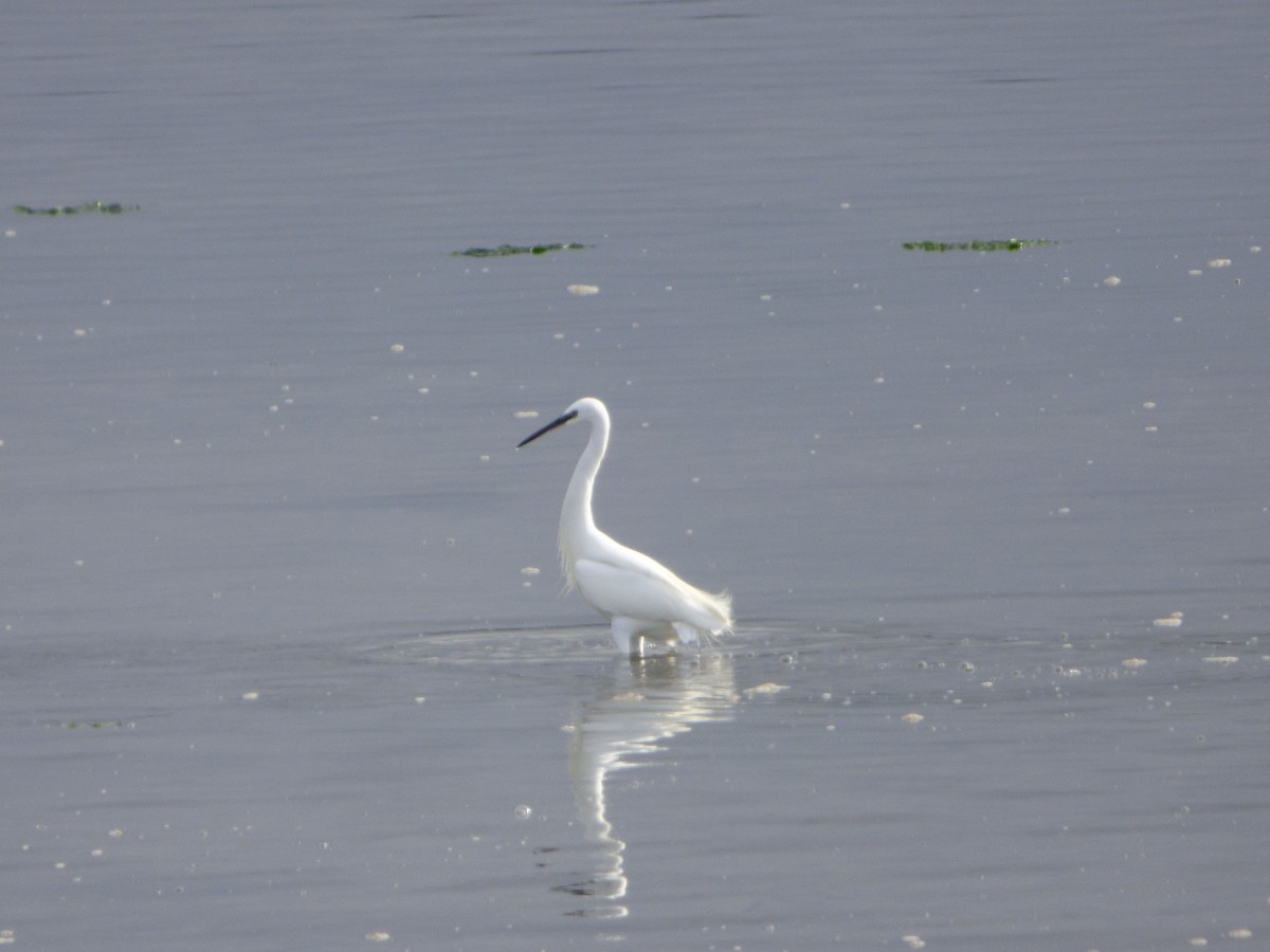 Little Egret - ML646453638