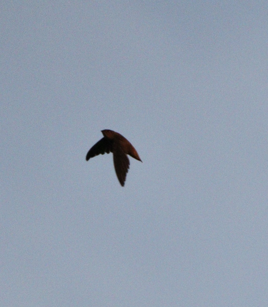 Sicksegler - ML646453640