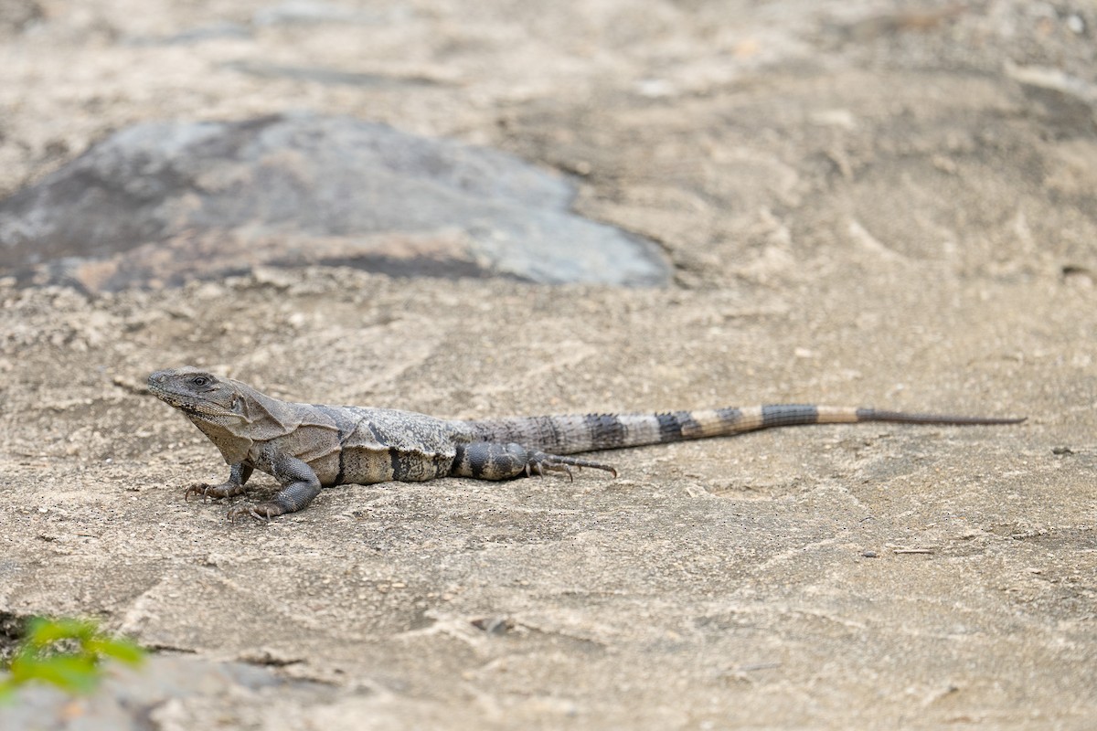 Black Spiny-tailed Iguana - ML646453641