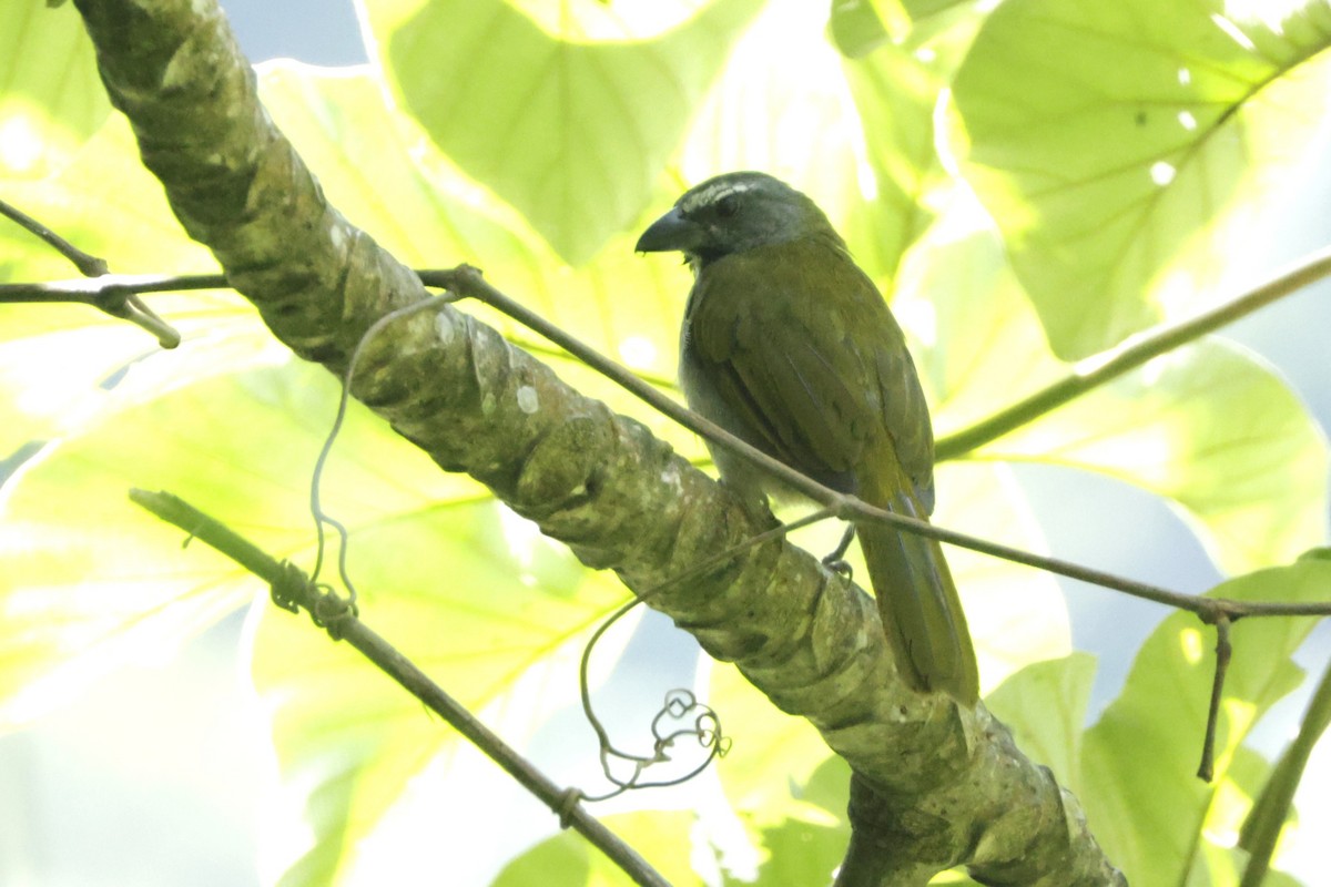 Buff-throated Saltator - ML646453643