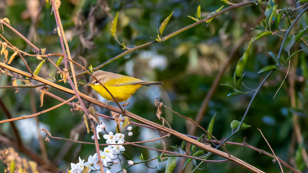 Gray-hooded Warbler - ML646453644